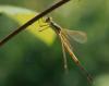 Lestes barbarus